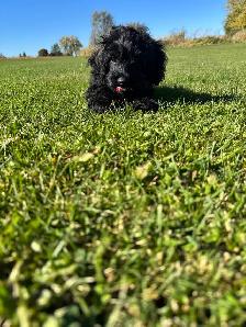 Gorgeous Sable Cockapoo puppy - Photo 2