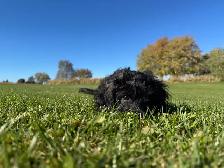 Gorgeous Sable Cockapoo puppy - Photo 3