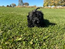 Gorgeous Sable Cockapoo puppy - Photo 4