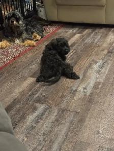 Gorgeous Sable Cockapoo puppy - Photo 5
