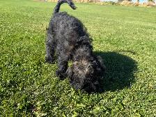 Gorgeous Sable Cockapoo puppy - Photo 6