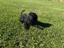 Gorgeous Sable Cockapoo puppy - Photo 7