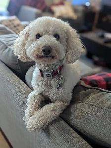 Gorgeous Sable Cockapoo puppy - Photo 8