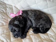 Gorgeous Sable Cockapoo puppy - Photo 9