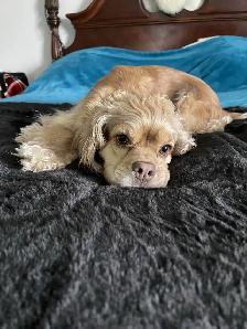 Gorgeous Sable Cockapoo puppy - Photo 10