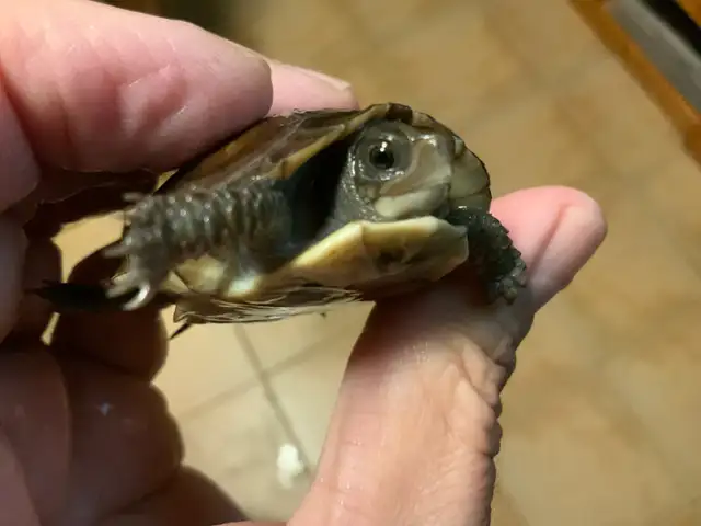 Bébés Tortues Terrestres ( Baby Land Turtles)