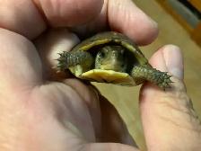 Bébés Tortues Terrestres ( Baby Land Turtles) - Photo 2