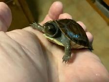 Bébés Tortues Terrestres ( Baby Land Turtles) - Photo 3