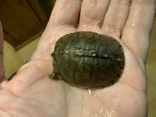 Bébés Tortues Terrestres ( Baby Land Turtles) - Photo 5