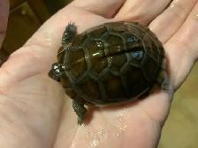 Bébés Tortues Terrestres ( Baby Land Turtles) - Photo 6
