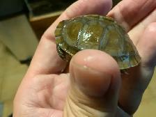 Bébés Tortues Terrestres ( Baby Land Turtles) - Photo 7