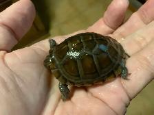 Bébés Tortues Terrestres ( Baby Land Turtles) - Photo 8