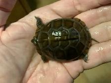 Bébés Tortues Terrestres ( Baby Land Turtles) - Photo 9