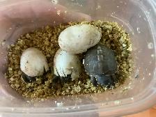 Bébés Tortues Terrestres ( Baby Land Turtles) - Photo 10