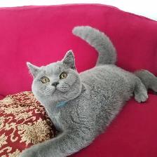 Scottish Straight shorthair,longhair kittens CCA/AFC registered - Photo 10