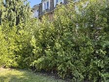 HUGE SALE ON CEDAR TREES - BEST TIME TO PLANT - Photo 2