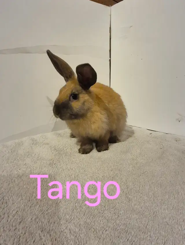Rabbits For Sale