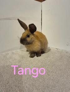 Rabbits For Sale