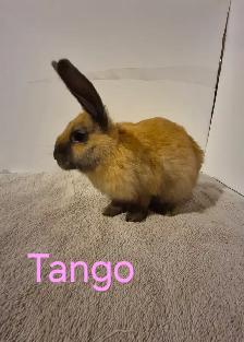 Rabbits For Sale - Photo 2
