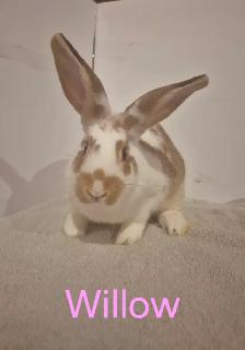 Rabbits For Sale - Photo 3