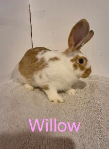 Rabbits For Sale - Photo 4