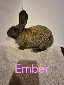 Rabbits For Sale - Photo 5