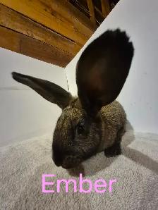 Rabbits For Sale - Photo 6
