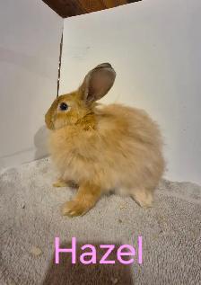 Rabbits For Sale - Photo 7