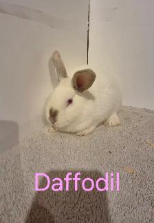 Rabbits For Sale - Photo 8