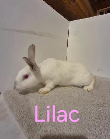 Rabbits For Sale - Photo 9
