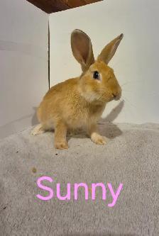 Rabbits For Sale - Photo 10