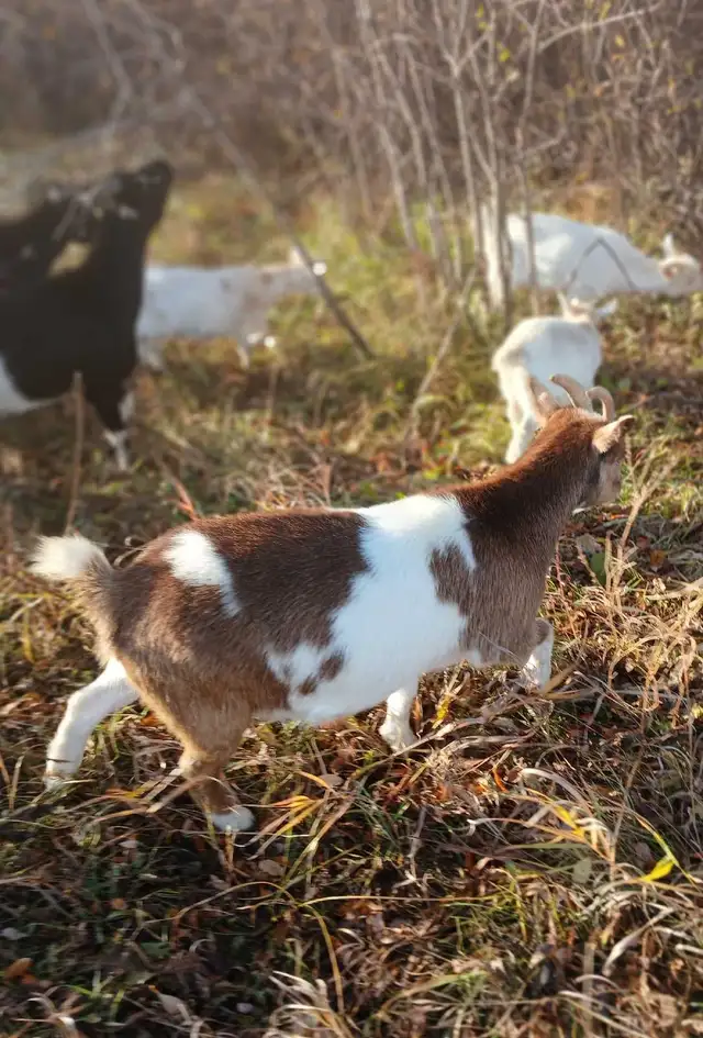 Beautiful Nigerian Dwarf Doe Bred
