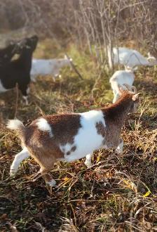 Beautiful Nigerian Dwarf Doe Bred