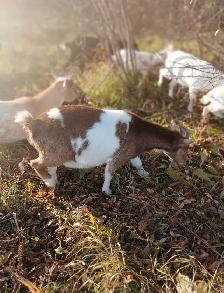 Beautiful Nigerian Dwarf Doe Bred - Photo 2