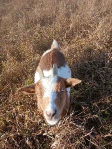 Beautiful Nigerian Dwarf Doe Bred - Photo 3