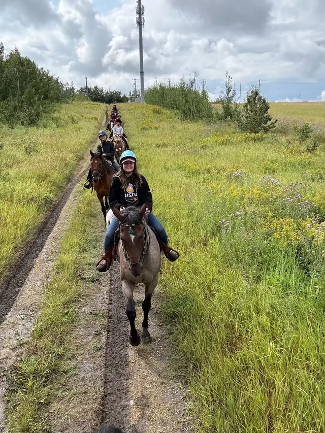 Well Broke Horses for Sale