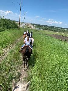 Well Broke Horses for Sale - Photo 2