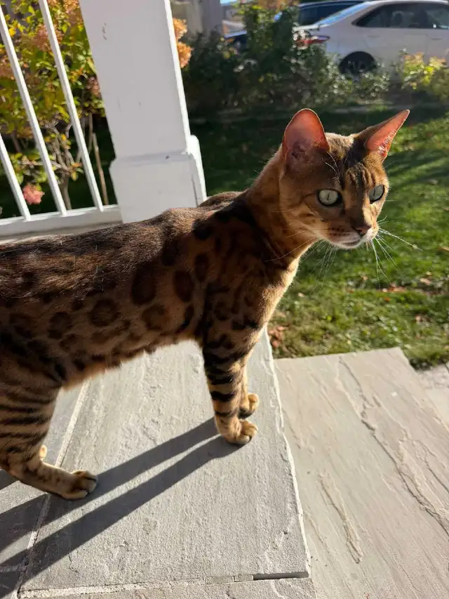 2 cats for free