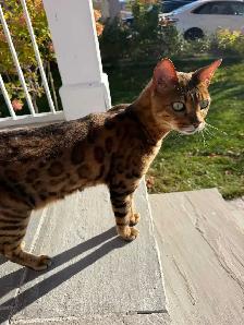 2 cats for free
