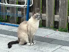 2 cats for free - Photo 2