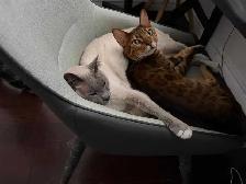 2 cats for free - Photo 3