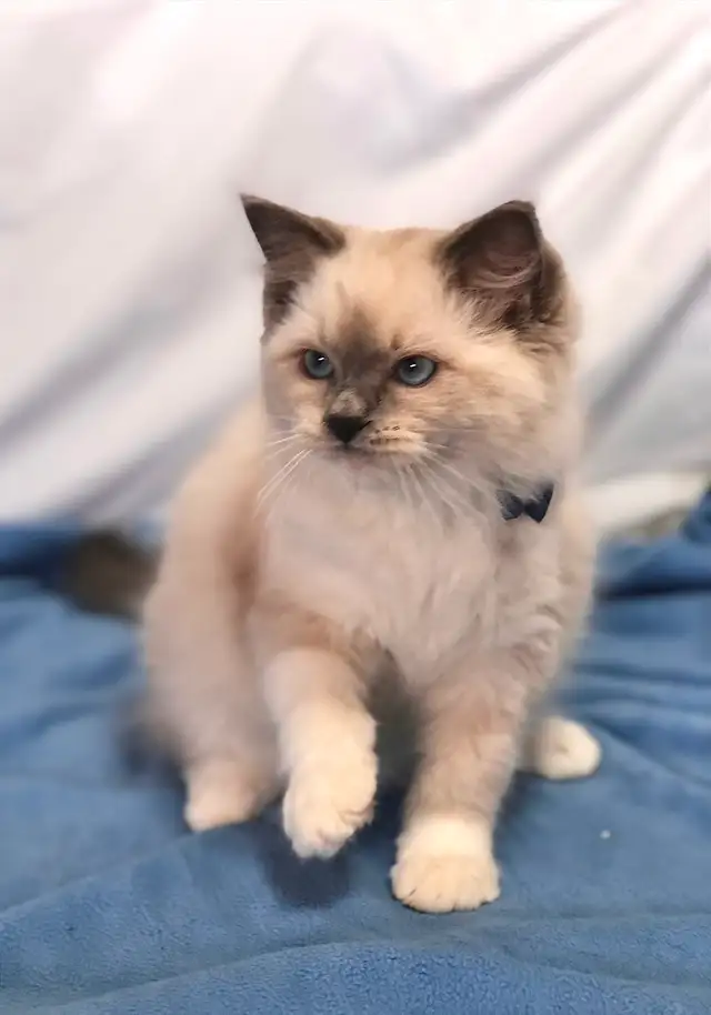 RAGDOLL KITTENS! Purebred