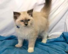 RAGDOLL KITTENS! Purebred - Photo 2