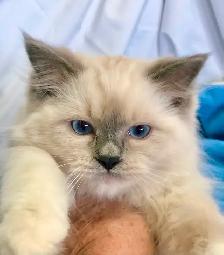 RAGDOLL KITTENS! Purebred - Photo 3