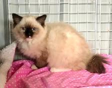 RAGDOLL KITTENS! Purebred - Photo 4