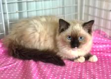 RAGDOLL KITTENS! Purebred - Photo 5