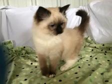 RAGDOLL KITTENS! Purebred - Photo 7