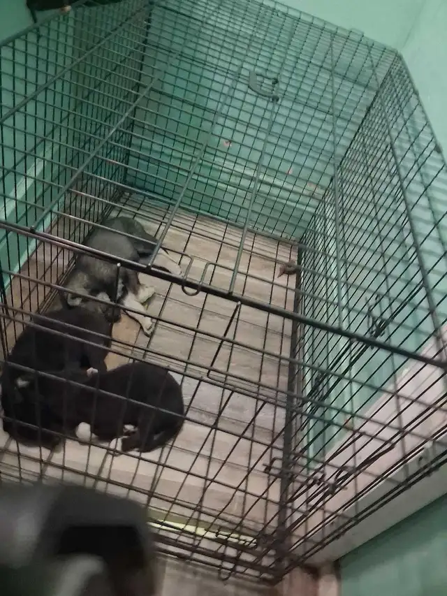 Animal Transport