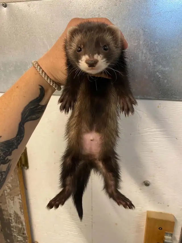 Furets Marshall Femelle / Female Marshall ferrets