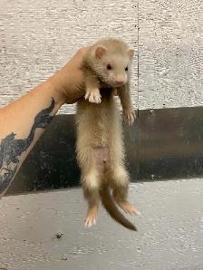 Furets Marshall Femelle / Female Marshall ferrets - Photo 2